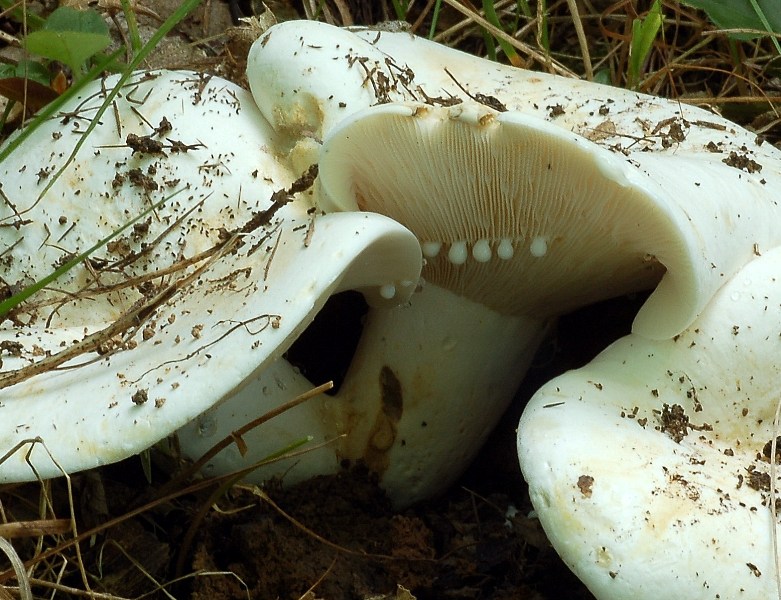 Lactarius piperatus del 4 luglio